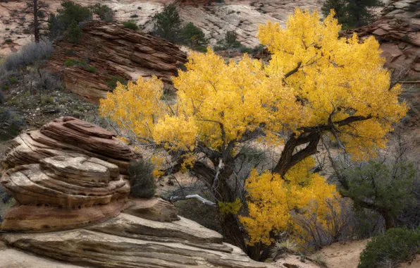 Autumn, leaves, rocks, Utah, USA, Zion national Park