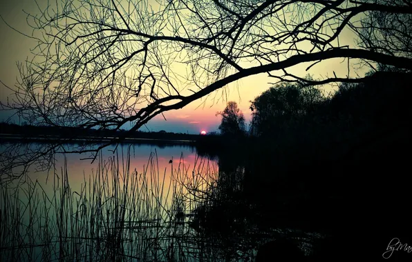 Picture landscape, nature, reed, river