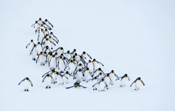 Snow, nature, penguins