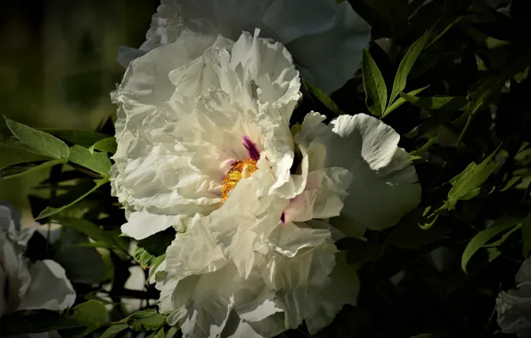 Macro, cream, peony