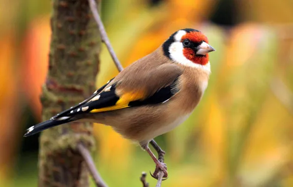 Bird, color, branch, feathers, beak, tail, goldfinch