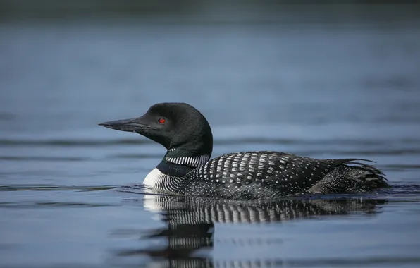 Water, bird, duck