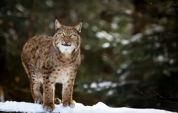 Winter, face, snow, predator, lynx, wild cat, look up