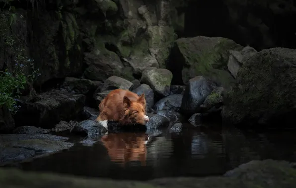 Water, stones, dog, The border collie, Svetlana Pisareva
