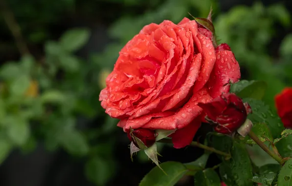 Flower, leaves, drops, macro, Rosa, the dark background, rose, garden