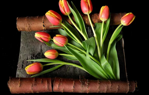 Leaves, flowers, stems, yellow, tulips, red, bark, black background
