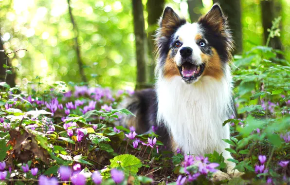 Greens, forest, look, flowers, nature, pose, background, glade