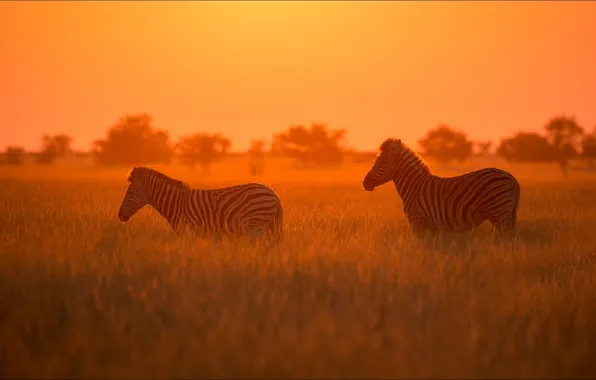 Animals, nature, pair, Africa, two, animals, nature, two