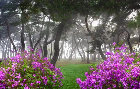 Forest, summer, trees, fog, Park, lawn, branch, trunks