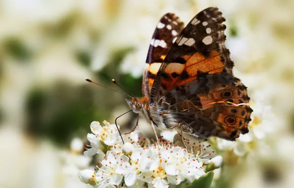 Picture summer, flowers, background, butterfly, insect, white, bokeh, urticaria