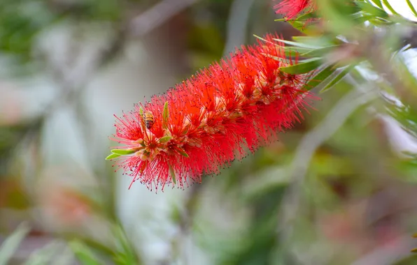 Macro, bee, inflorescence, Bottlebrush, Callistemon, Callistemon