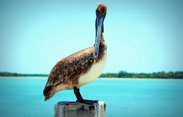 Picture animal, bird, beak, is, Pelican