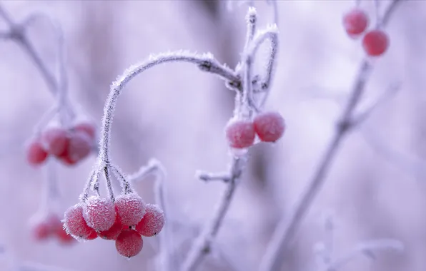 Picture frost, frost, Rowan
