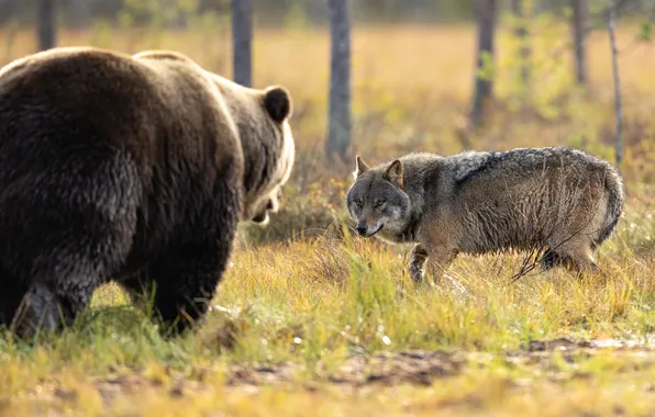 Meeting, wolf, bear, Finland