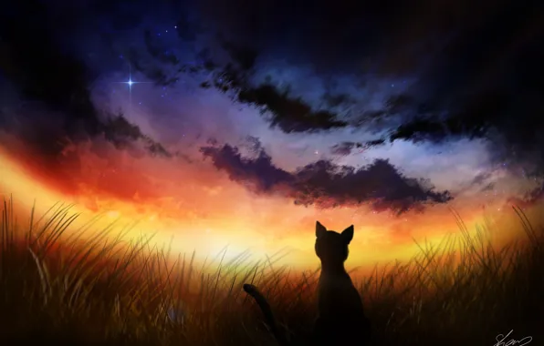 Cat, night, nature