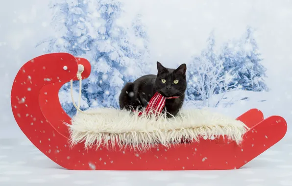 Winter, cat, cat, look, snow, red, background, black