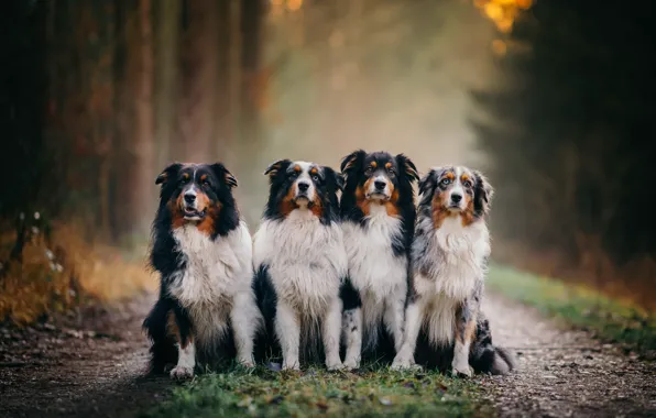 Picture forest, bokeh, Australian shepherd, four