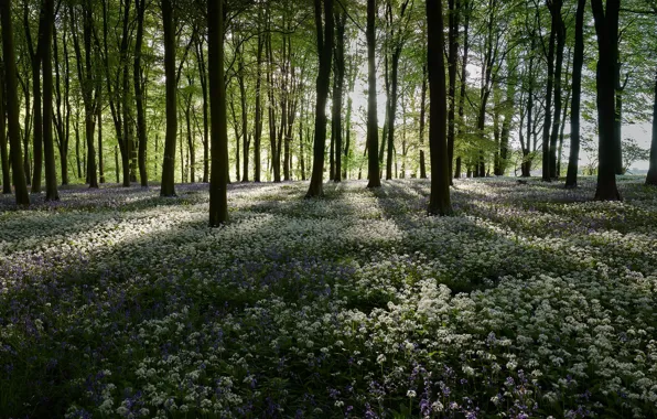 Picture forest, flowers, glade, ramsons