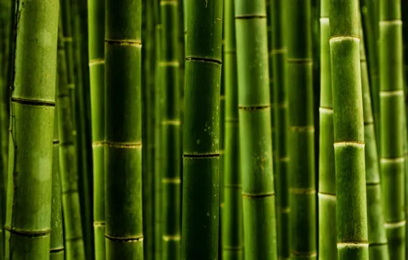 Picture macro, trunks, bamboo, macro photos, nature green style