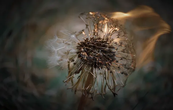 Flower, macro, fire, flame, dandelion, bokeh