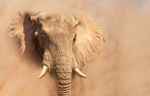 Elephant, dust, ears, tusks, trunk