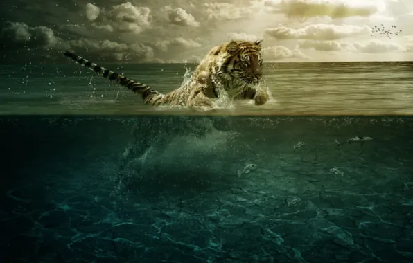 Picture water, fish, tiger, jump