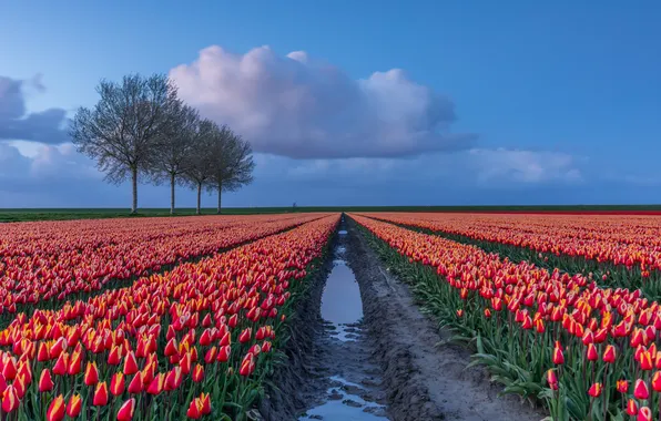 Water, clouds, trees, flowers, blue, spring, tulips, puddles
