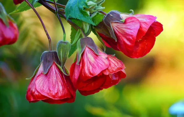 Picture flower, red, branch, buds, Chinese Lantern