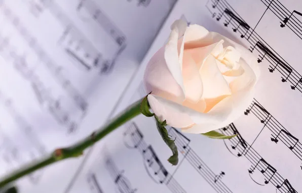 Flower, macro, notes, rose, white, notebook, bokeh