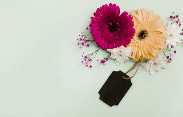 Picture flowers, background, colorful, pink, gerbera, pink, flowers, purple