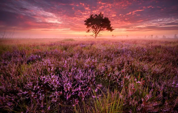 Picture trees, sunset, flowers, fog, dawn, glade, the evening, morning