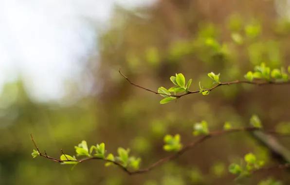 Picture greens, the sky, light, spring, blur, bokeh, twigs, young leaves
