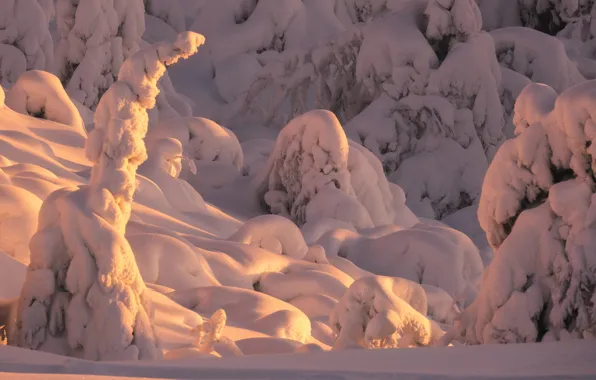 Picture winter, snow, trees, nature, ate, Murmansk oblast, The Arctic, Rev Alex