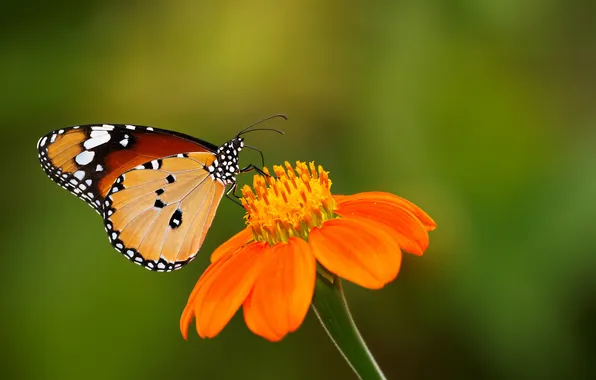 Flower, background, butterfly, green, Zoe Mies Photography