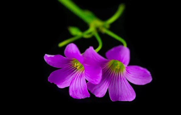 Flowers, background, petals, stem