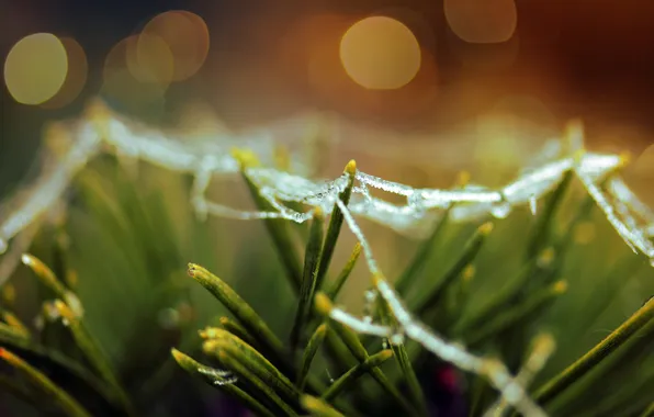 Greens, needles, needles, gossamer