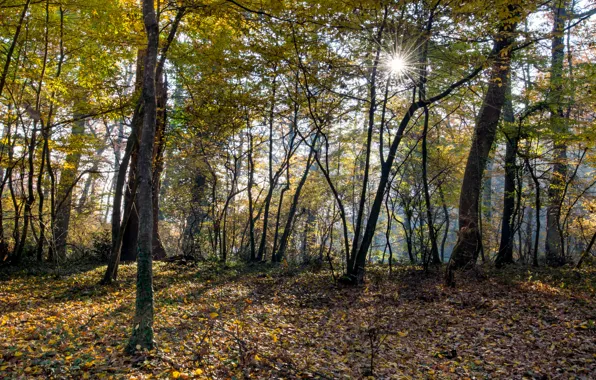 Forest, leaves, the sun, Italy, sunshine, forest, Italy, leaves