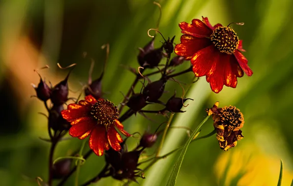 Flowers, green, background, stems, two, blur, red, Duo