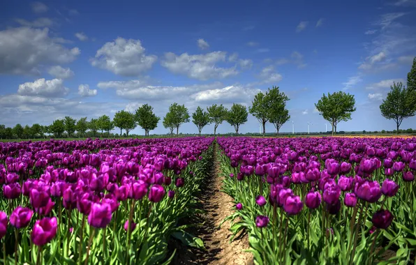 Picture field, trees, spring, tulips, Holland
