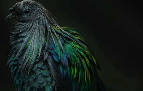 Bird, Animal, Hassan Pasha