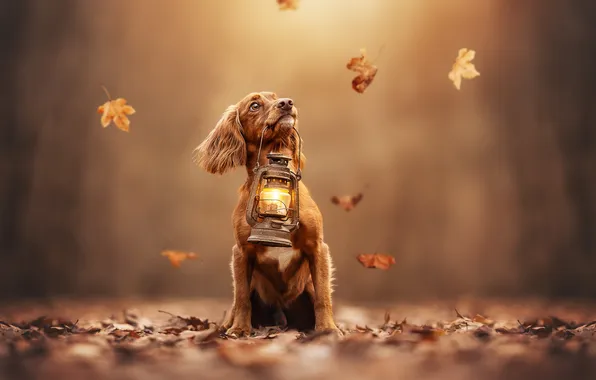 Picture autumn, leaves, dog, Cocker Spaniel, flashlight