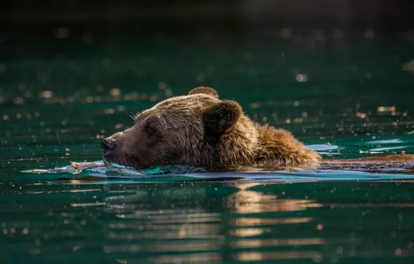 Face, nature, pose, bear, bathing, pond, in the water, swimming