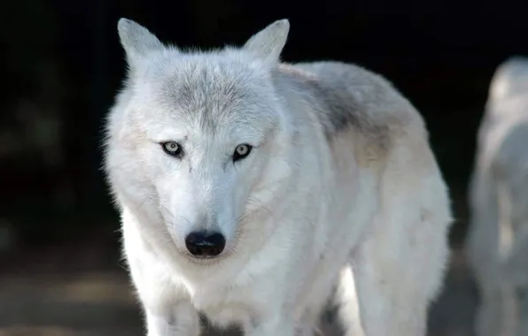 Nature, snow, predator, face, animal, wolf, wildlife, portrait