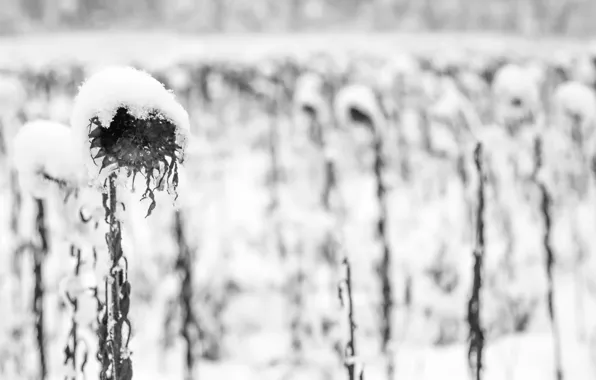 Autumn, snow, sunflower