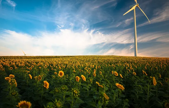 Field, summer, clouds, light, sunflowers, flowers, yellow, nature