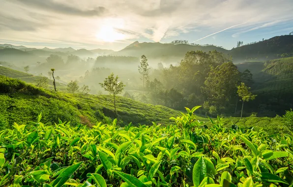 Picture nature, fog, hills, jungle, India, tea plantations
