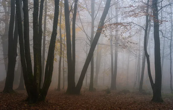 Forest, trees, nature, fog