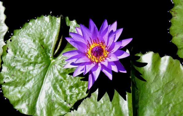 Picture Macro, Water lily, Water Lily, Purple flower, Purple flower