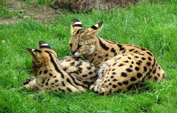 Grass, glade, pair, wild cats, lawn, servals