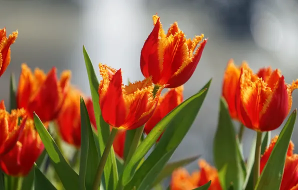 Picture leaves, tulips, buds, bokeh